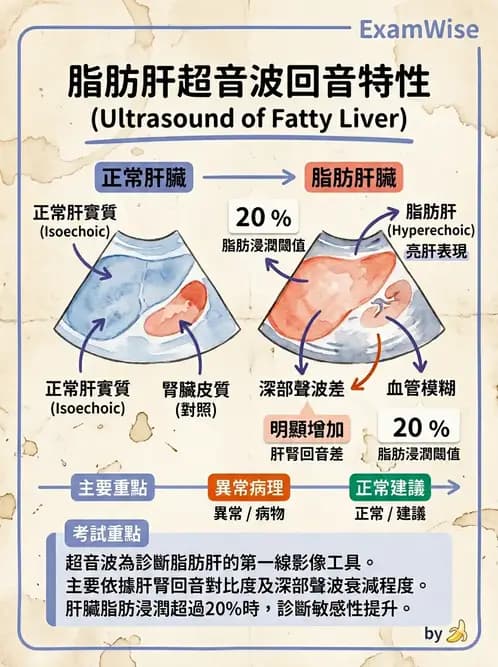 放射 - 肝臟超音波 - AI 圖文解析預覽