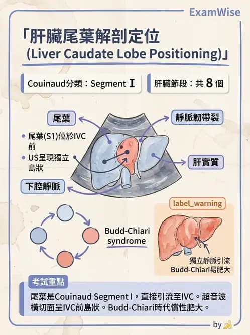 放射 - 肝臟超音波 - AI 圖文解析預覽