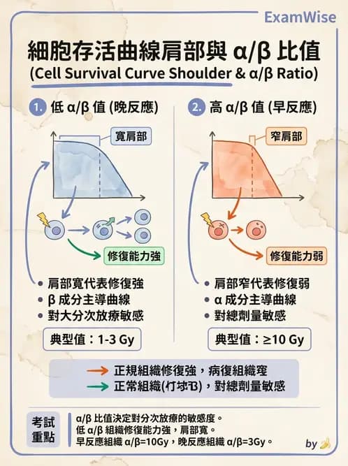 放射 - 細胞存活曲線與週期 - AI 圖文解析預覽