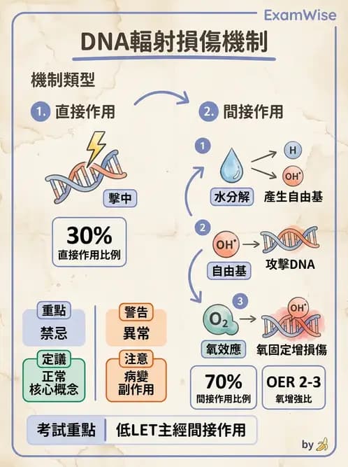 放射 - DNA傷害與修復 - AI 圖文解析預覽