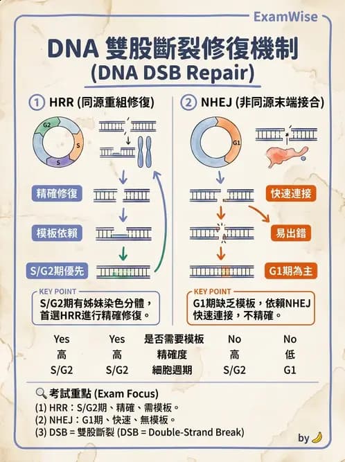 放射 - DNA傷害與修復 - AI 圖文解析預覽
