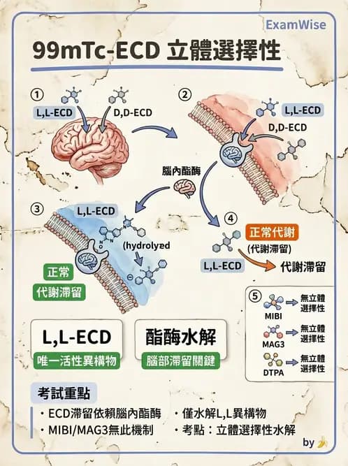 放射 - 腦部造影SPECT藥物 - AI 圖文解析預覽