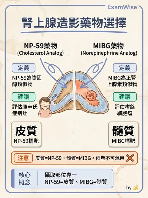 放射 - 腫瘤與內分泌造影SPECT藥物 - AI 圖文解析預覽