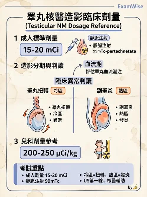 放射 - 腎臟造影 - AI 圖文解析預覽