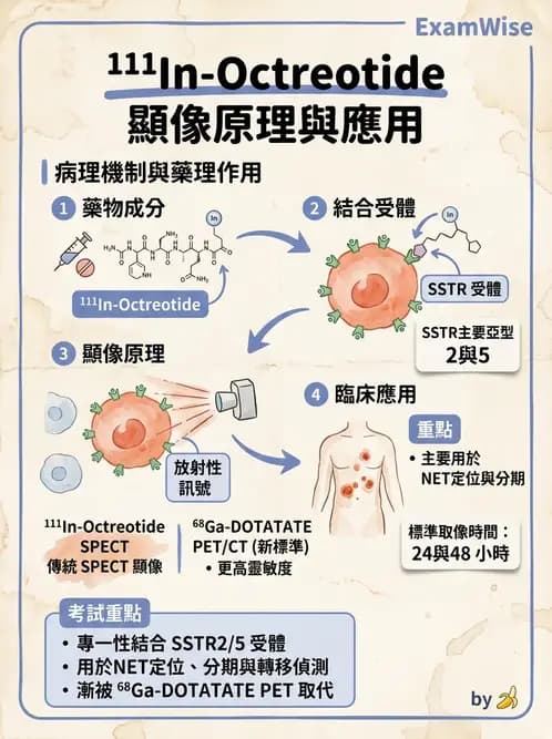 放射 - 標靶受體腫瘤造影 - AI 圖文解析預覽