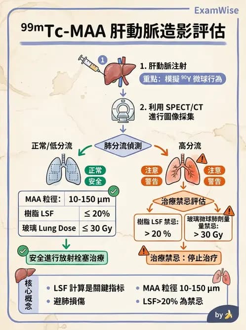 放射 - 肝膽造影 - AI 圖文解析預覽