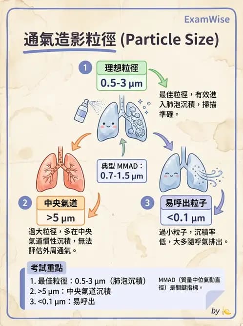放射 - 肺部與感染造影 - AI 圖文解析預覽