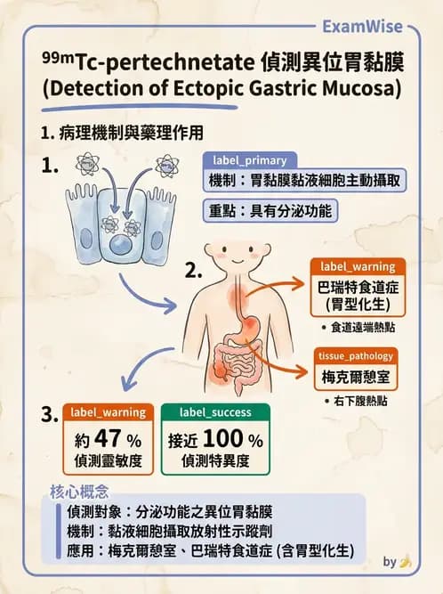 放射 - 消化道造影 - AI 圖文解析預覽