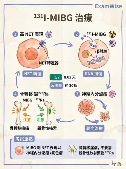 放射 - 腫瘤治療 - AI 圖文解析預覽