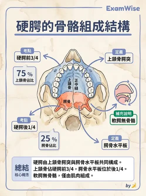 物治 - 骨骼與關節解剖 - AI 圖文解析預覽