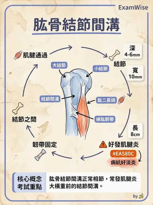 物治 - 上肢與頭頸肌肉解剖 - AI 圖文解析預覽