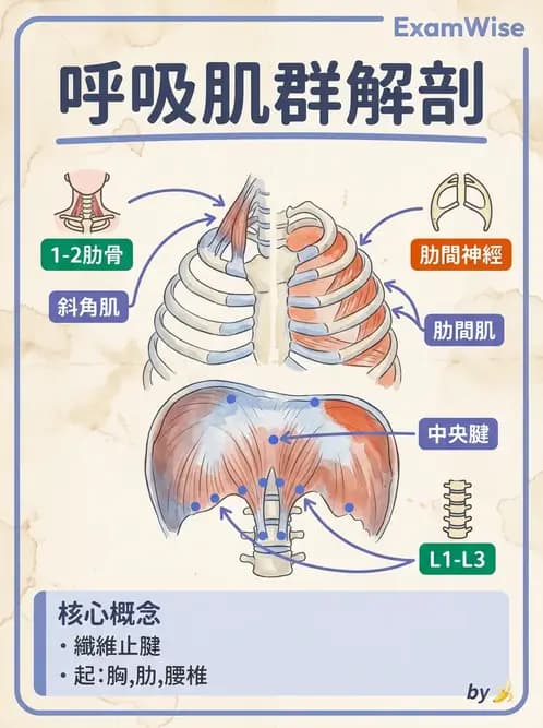 物治 - 軀幹與下肢肌肉解剖 - AI 圖文解析預覽