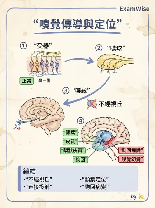 物治 - 中樞神經系統解剖 - AI 圖文解析預覽