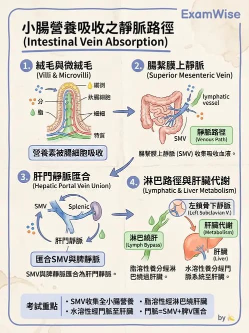 物治 - 消化泌尿生殖系統解剖 - AI 圖文解析預覽