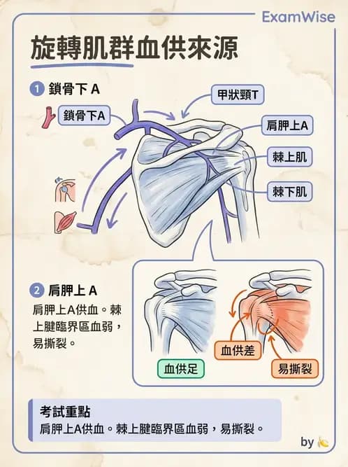 物治 - 心臟血管與血液解剖 - AI 圖文解析預覽