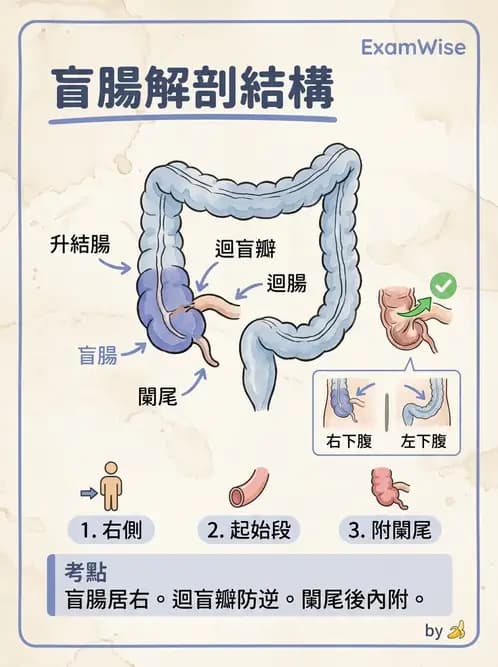 物治 - 消化泌尿生殖系統解剖 - AI 圖文解析預覽