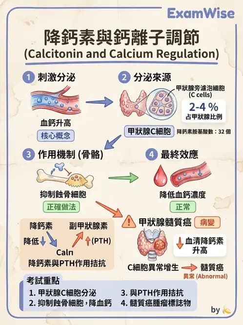 物治 - 內分泌與皮膚解剖 - AI 圖文解析預覽