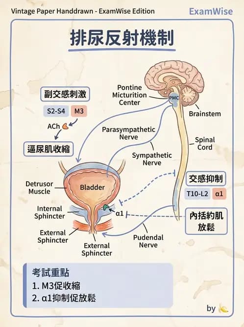 物治 - 消化泌尿系統生理 - AI 圖文解析預覽