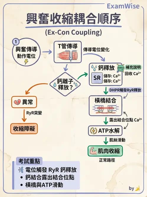 物治 - 肌肉收縮與纖維特性 - AI 圖文解析預覽