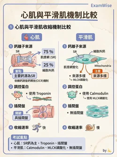 物治 - 肌肉收縮與纖維特性 - AI 圖文解析預覽