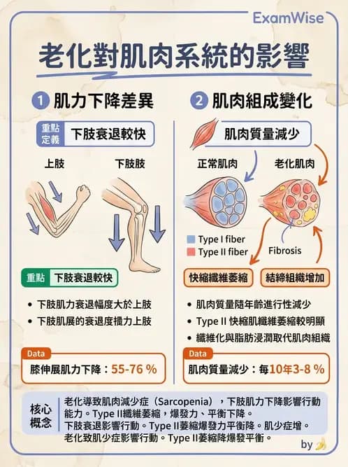 物治 - 肌肉收縮與纖維特性 - AI 圖文解析預覽