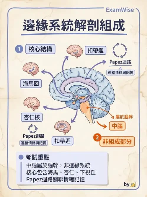 物治 - 中樞神經系統解剖 - AI 圖文解析預覽