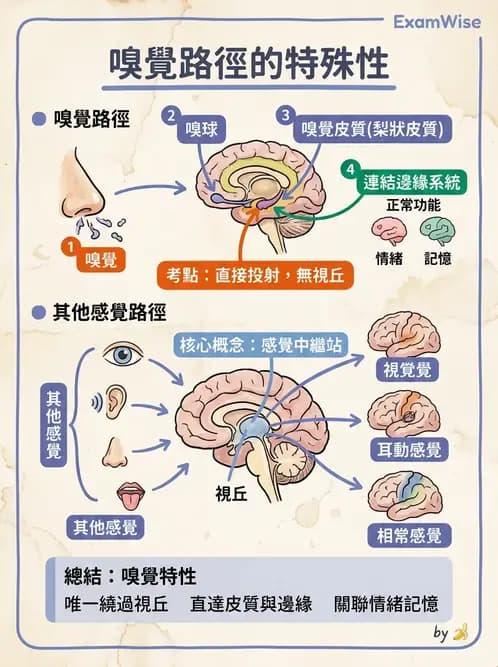物治 - 神經系統生理 - AI 圖文解析預覽