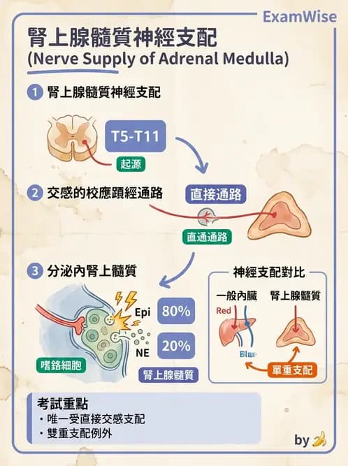 物治 - 周邊與自主神經解剖 - AI 圖文解析預覽