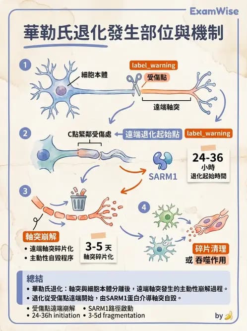 物治 - 神經系統生理 - AI 圖文解析預覽