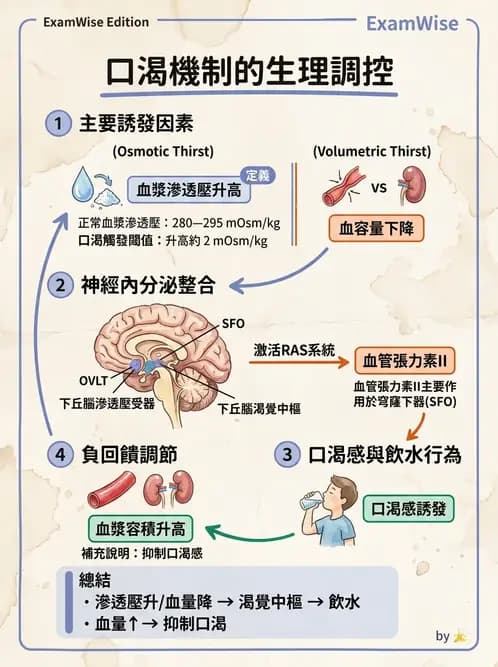 物治 - 消化泌尿系統生理 - AI 圖文解析預覽