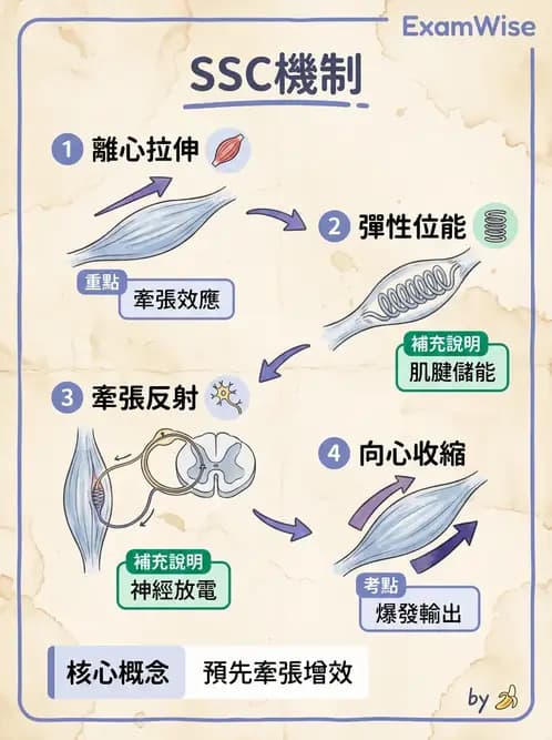 物治 - 肌肉力學與感覺運動控制 - AI 圖文解析預覽