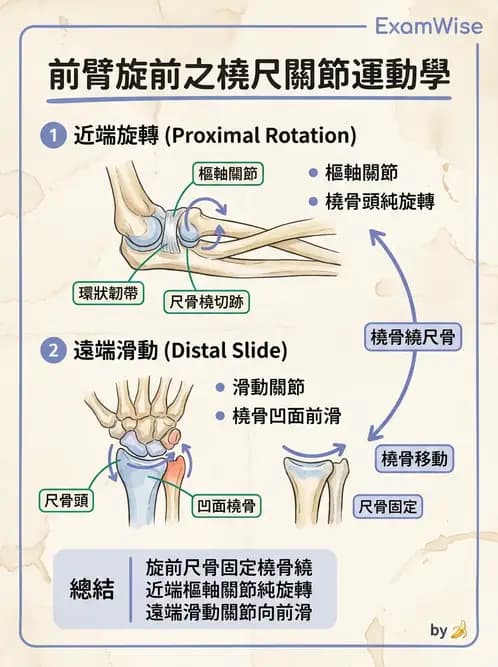 物治 - 肘關節與前臂生物力學 - AI 圖文解析預覽