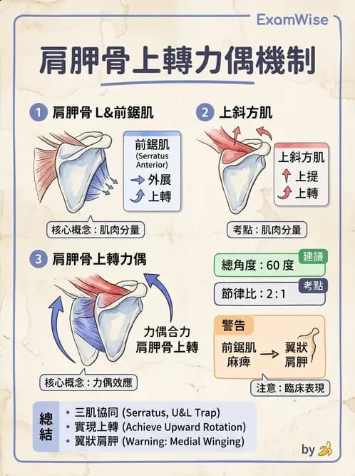 物治 - 肩關節複合體生物力學 - AI 圖文解析預覽