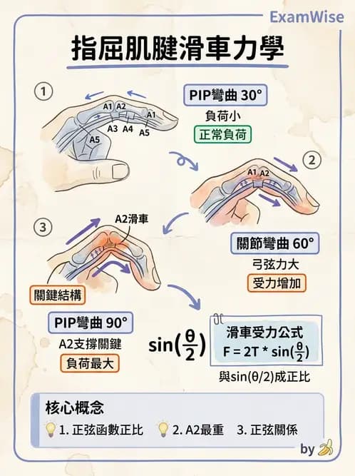 物治 - 手部生物力學 - AI 圖文解析預覽
