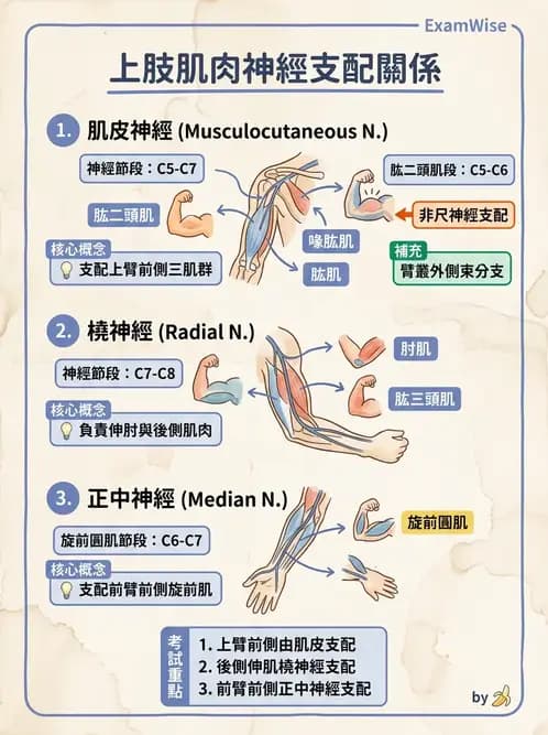 物治 - 周邊與自主神經解剖 - AI 圖文解析預覽