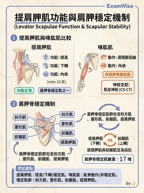 物治 - 肩關節複合體生物力學 - AI 圖文解析預覽