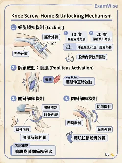 物治 - 膝關節肌動學與生物力學 - AI 圖文解析預覽