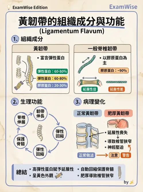 物治 - 組織生物力學 - AI 圖文解析預覽