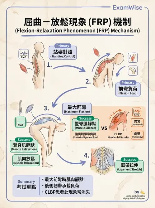 物治 - 軀幹肌動學與生物力學 - AI 圖文解析預覽