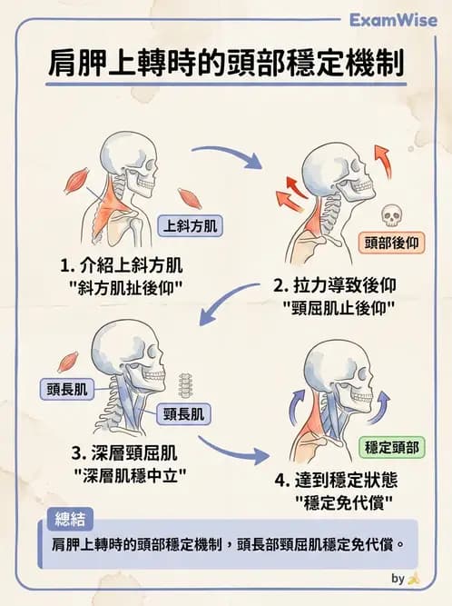 物治 - 頸椎肌動學與生物力學 - AI 圖文解析預覽