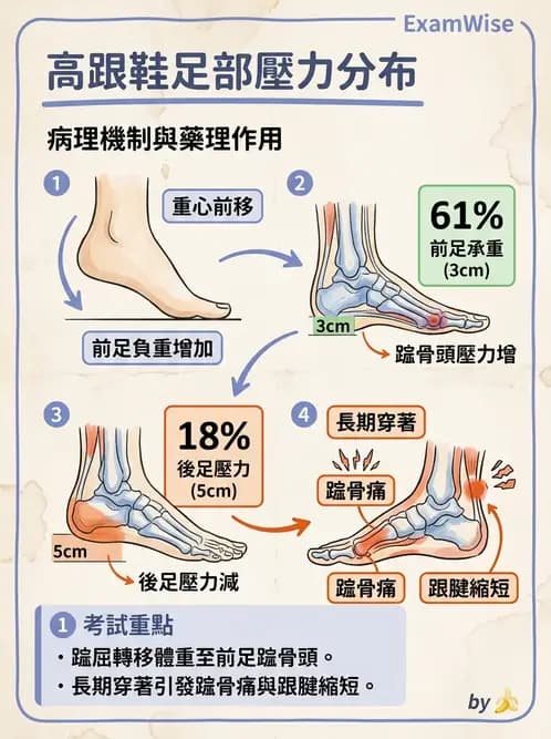 物治 - 踝與足部肌動學與生物力學 - AI 圖文解析預覽