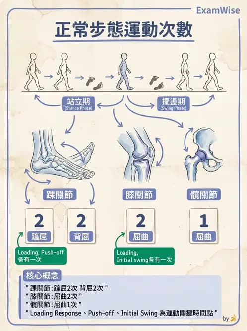 物治 - 步態週期與生物力學 - AI 圖文解析預覽