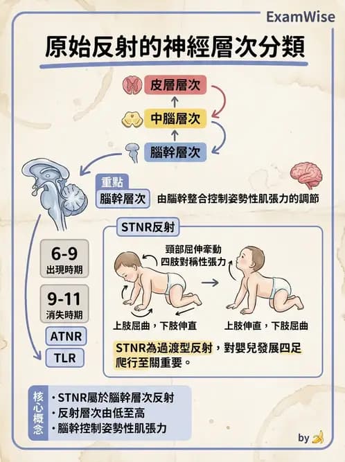 物治 - 脊髓與周邊神經疾病 - AI 圖文解析預覽