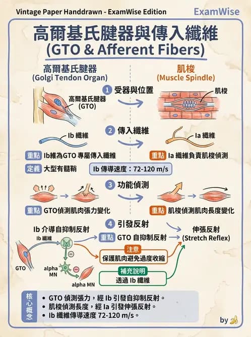 物治 - 動作控制理論 - AI 圖文解析預覽