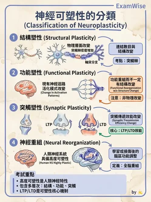 物治 - 神經可塑性 - AI 圖文解析預覽