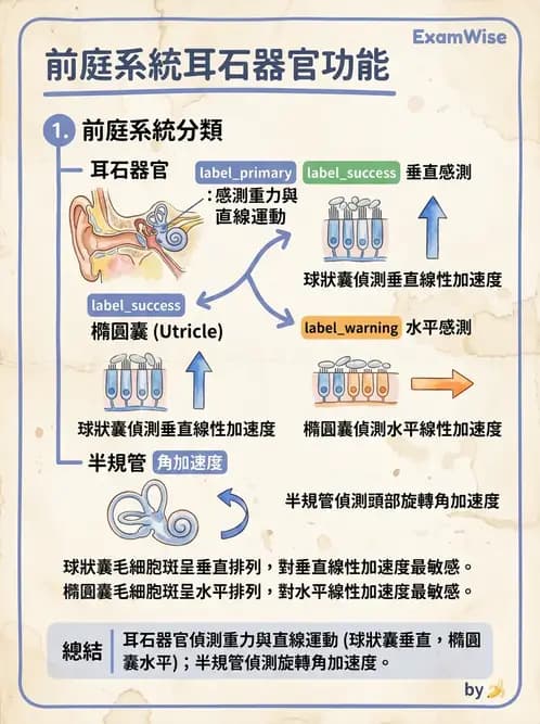 物治 - 前庭系統與前庭復健 - AI 圖文解析預覽