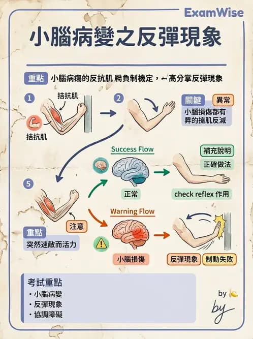 物治 - 小腦疾病物理治療 - AI 圖文解析預覽