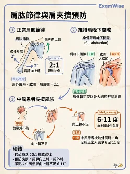 物治 - 腦中風上肢肩部與體適能 - AI 圖文解析預覽