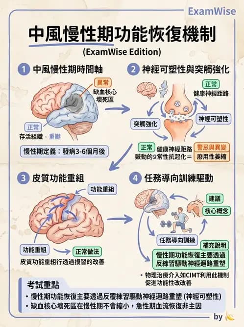 物治 - 神經可塑性 - AI 圖文解析預覽