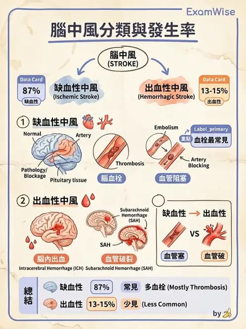 物治 - 腦中風病理與血管解剖 - AI 圖文解析預覽